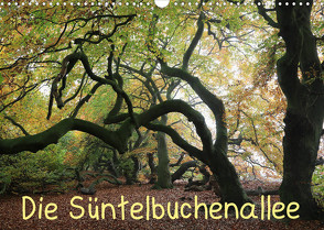 Die Süntelbuchenallee (Wandkalender 2023 DIN A3 quer) von Loewa,  Bernhard