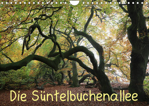 Die Süntelbuchenallee (Wandkalender 2023 DIN A4 quer) von Loewa,  Bernhard