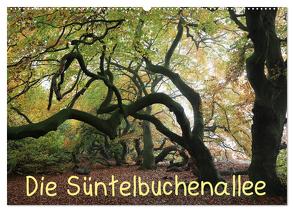 Die Süntelbuchenallee (Wandkalender 2024 DIN A2 quer), CALVENDO Monatskalender von Loewa,  Bernhard