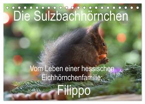 Die Sulzbachhörnchen – vom Leben einer hessischen Eichhörnchenfamilie (Tischkalender 2024 DIN A5 quer), CALVENDO Monatskalender von Adam,  Heike