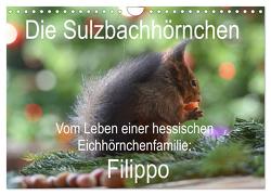 Die Sulzbachhörnchen – vom Leben einer hessischen Eichhörnchenfamilie (Wandkalender 2024 DIN A4 quer), CALVENDO Monatskalender von Adam,  Heike