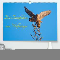 Die Turmfalken von Wolfsanger (Premium, hochwertiger DIN A2 Wandkalender 2023, Kunstdruck in Hochglanz) von Martin (GDT),  Wilfried