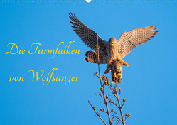 Die Turmfalken von Wolfsanger (Wandkalender 2023 DIN A2 quer) von Martin (GDT),  Wilfried