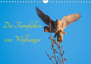 Die Turmfalken von Wolfsanger (Wandkalender 2023 DIN A4 quer) von Martin (GDT),  Wilfried