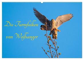 Die Turmfalken von Wolfsanger (Wandkalender 2024 DIN A2 quer), CALVENDO Monatskalender von Martin (GDT),  Wilfried