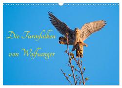 Die Turmfalken von Wolfsanger (Wandkalender 2024 DIN A3 quer), CALVENDO Monatskalender von Martin (GDT),  Wilfried