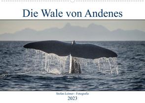Die Wale von Andenes (Wandkalender 2023 DIN A2 quer) von Leimer,  Stefan