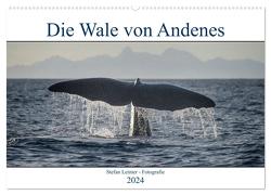 Die Wale von Andenes (Wandkalender 2024 DIN A2 quer), CALVENDO Monatskalender von Leimer,  Stefan