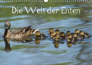 Die Welt der Enten (Posterbuch DIN A3 quer) von Kattobello,  k.A.