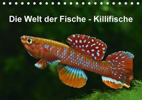 Die Welt der Fische – KillifischeCH-Version (Tischkalender 2018 DIN A5 quer) von Pohlmann,  Rudolf