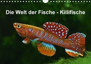 Die Welt der Fische – KillifischeCH-Version (Wandkalender 2018 DIN A4 quer) von Pohlmann,  Rudolf