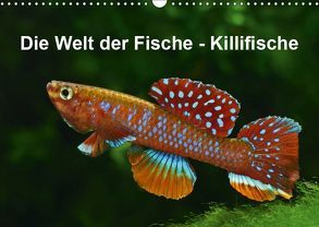 Killifische der WeltCH-Version (Wandkalender 2019 DIN A3 quer) von Pohlmann,  Rudolf