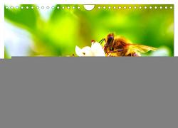 Die Welt der fleißigen Bienen (Wandkalender 2024 DIN A4 quer), CALVENDO Monatskalender von Monkey,  Happy