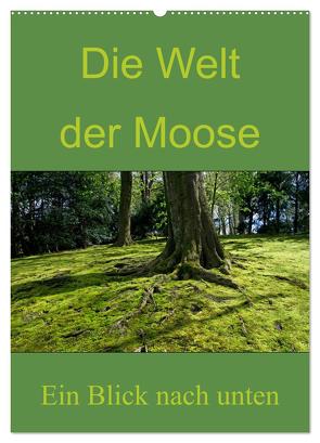 Die Welt der Moose. Ein Blick nach unten (Wandkalender 2024 DIN A2 hoch), CALVENDO Monatskalender von Lewald,  Dominik