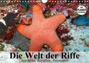 Die Welt der Riffe. Seesterne, Korallen, Anemonen (Wandkalender 2019 DIN A4 quer) von Stanzer,  Elisabeth