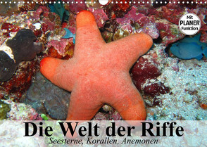 Die Welt der Riffe. Seesterne, Korallen, Anemonen (Wandkalender 2023 DIN A3 quer) von Stanzer,  Elisabeth