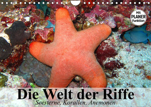 Die Welt der Riffe. Seesterne, Korallen, Anemonen (Wandkalender 2023 DIN A4 quer) von Stanzer,  Elisabeth
