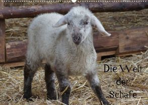Die Welt der Schafe (Posterbuch DIN A2 quer) von Kattobello,  k.A.