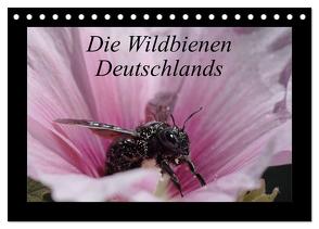 Die Wildbienen Deutschlands (Tischkalender 2024 DIN A5 quer), CALVENDO Monatskalender von Everaars,  Jeroen