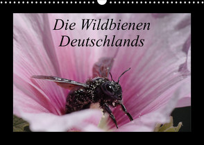 Die Wildbienen Deutschlands (Wandkalender 2023 DIN A3 quer) von Everaars,  Jeroen