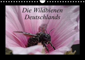Die Wildbienen Deutschlands (Wandkalender 2023 DIN A4 quer) von Everaars,  Jeroen