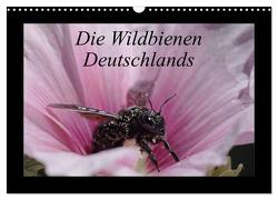 Die Wildbienen Deutschlands (Wandkalender 2024 DIN A3 quer), CALVENDO Monatskalender von Everaars,  Jeroen