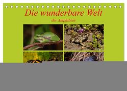 Die wunderbare Welt der Amphibien (Tischkalender 2024 DIN A5 quer), CALVENDO Monatskalender von Erlwein,  Winfried