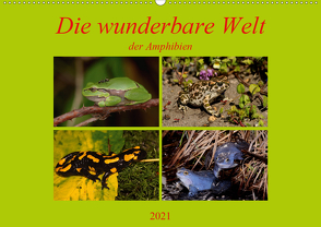 Die wunderbare Welt der Amphibien (Wandkalender 2021 DIN A2 quer) von Erlwein,  Winfried