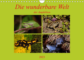 Die wunderbare Welt der Amphibien (Wandkalender 2023 DIN A4 quer) von Erlwein,  Winfried