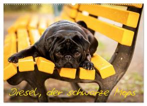 Diesel, der schwarze Mops (Wandkalender 2024 DIN A2 quer), CALVENDO Monatskalender von FotosVonMaja,  FotosVonMaja