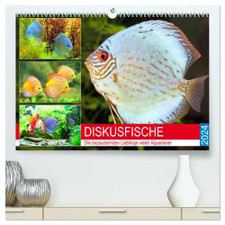 Diskusfische. Die bezaubernden Lieblinge vieler Aquarianer (hochwertiger Premium Wandkalender 2024 DIN A2 quer), Kunstdruck in Hochglanz von Hurley,  Rose