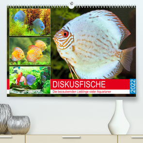 Diskusfische. Die bezaubernden Lieblinge vieler Aquarianer (Premium, hochwertiger DIN A2 Wandkalender 2022, Kunstdruck in Hochglanz) von Hurley,  Rose