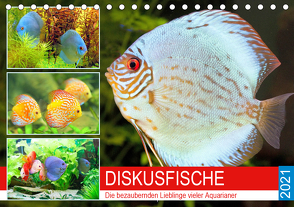 Diskusfische. Die bezaubernden Lieblinge vieler Aquarianer (Tischkalender 2021 DIN A5 quer) von Hurley,  Rose