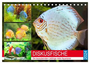 Diskusfische. Die bezaubernden Lieblinge vieler Aquarianer (Tischkalender 2024 DIN A5 quer), CALVENDO Monatskalender von Hurley,  Rose