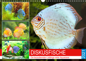 Diskusfische. Die bezaubernden Lieblinge vieler Aquarianer (Wandkalender 2021 DIN A3 quer) von Hurley,  Rose
