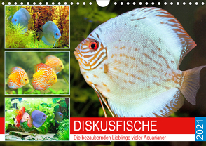 Diskusfische. Die bezaubernden Lieblinge vieler Aquarianer (Wandkalender 2021 DIN A4 quer) von Hurley,  Rose