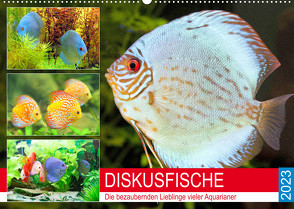 Diskusfische. Die bezaubernden Lieblinge vieler Aquarianer (Wandkalender 2023 DIN A2 quer) von Hurley,  Rose