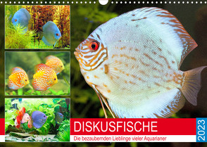Diskusfische. Die bezaubernden Lieblinge vieler Aquarianer (Wandkalender 2023 DIN A3 quer) von Hurley,  Rose