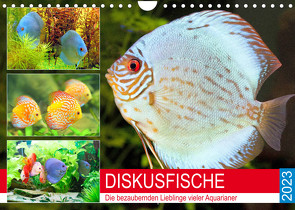 Diskusfische. Die bezaubernden Lieblinge vieler Aquarianer (Wandkalender 2023 DIN A4 quer) von Hurley,  Rose