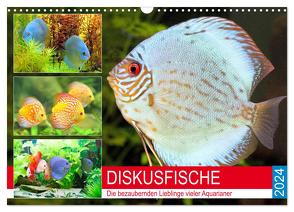 Diskusfische. Die bezaubernden Lieblinge vieler Aquarianer (Wandkalender 2024 DIN A3 quer), CALVENDO Monatskalender von Hurley,  Rose