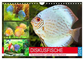 Diskusfische. Die bezaubernden Lieblinge vieler Aquarianer (Wandkalender 2024 DIN A4 quer), CALVENDO Monatskalender von Hurley,  Rose