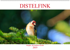 Distelfink (Wandkalender 2019 DIN A2 quer) von Jäger,  Anette