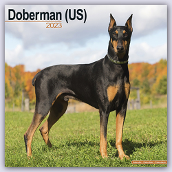 Doberman – Dobermänner 2023 – 16-Monatskalender