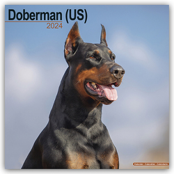 Doberman – Dobermann 2024 – 16-Monatskalender