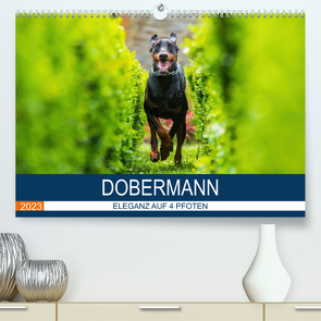 Dobermann 2023 (Premium, hochwertiger DIN A2 Wandkalender 2023, Kunstdruck in Hochglanz) von Mirsberger,  Annett