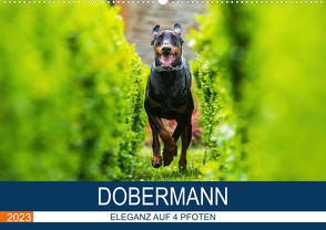 Dobermann 2023 (Wandkalender 2023 DIN A2 quer) von Mirsberger,  Annett