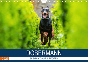 Dobermann 2023 (Wandkalender 2023 DIN A4 quer) von Mirsberger,  Annett