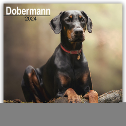Dobermann 2024 – 16-Monatskalender