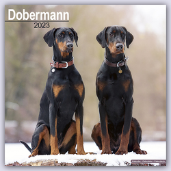 Dobermann – Dobermänner 2023 – 16-Monatskalender