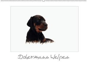 Dobermann Welpen (Wandkalender 2018 DIN A2 quer) von - Nicole Hahn,  nh-pawpixx.com